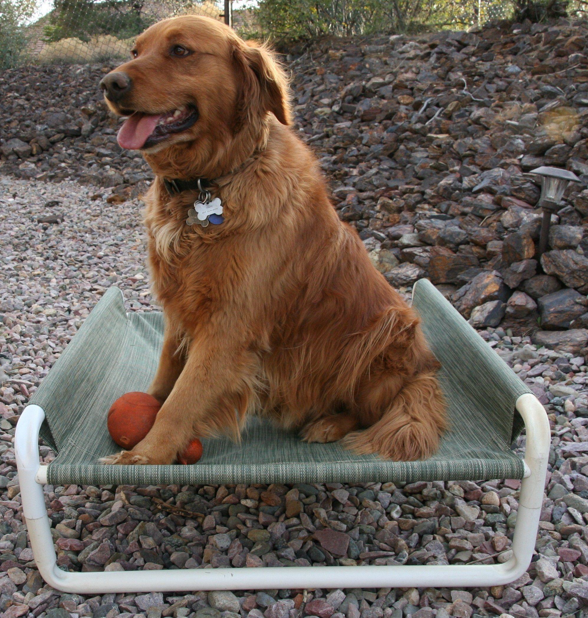 Rover Company Dog Logo - Rover Company Elevated Dog Bed 30 by 36Inch Autumn Fern - Find out
