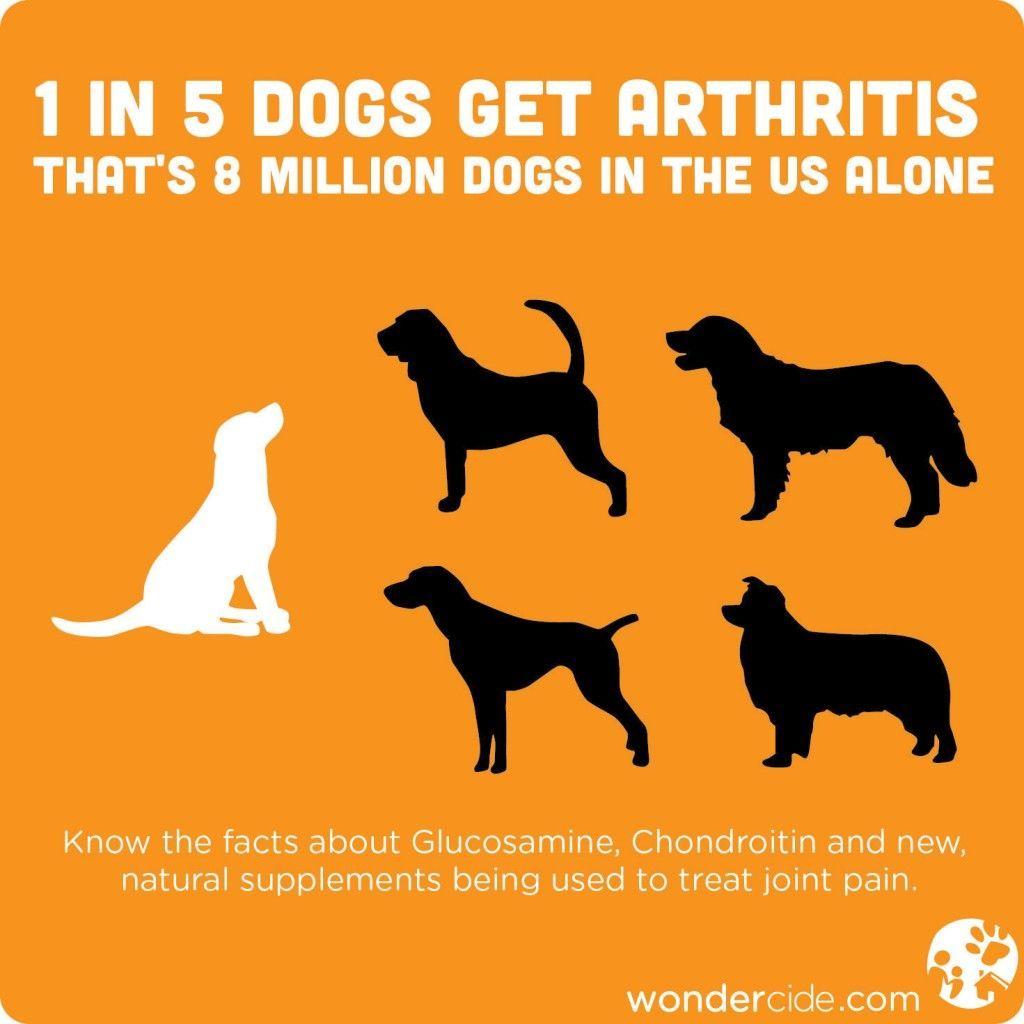 Rover Company Dog Logo - 1 in 5 Dogs Get Arthritis | Rover Company Blog | infographics ...