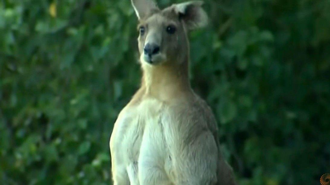 Kangaroo Fitness Logo - Jacked Kangaroo Has Chiseled Pecs | Muscle & Fitness