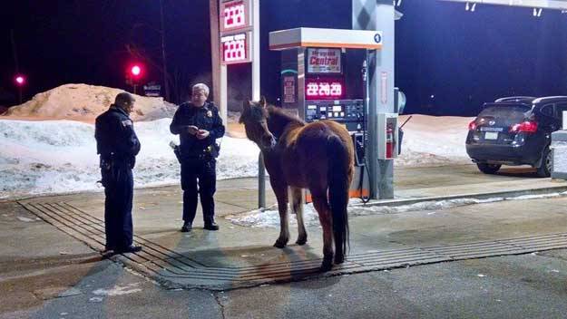 Horse Gas Station Logo - Loose Horse Corralled At East Bridgewater Gas Station