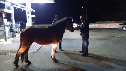 Horse Gas Station Logo - Loose Horse Corralled At East Bridgewater Gas Station