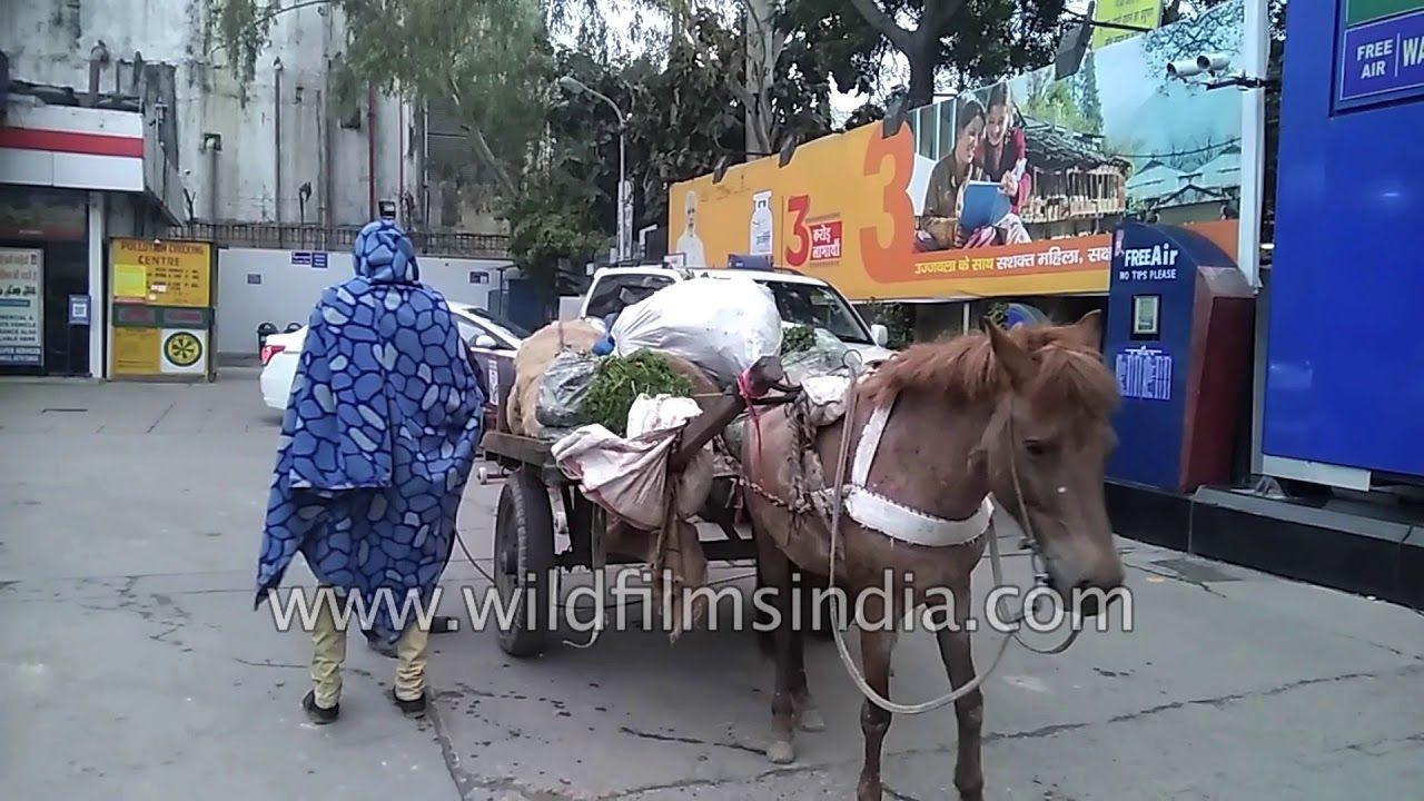 Horse Gas Station Logo - Horse Drawn Cart At Petrol Pump Station In New Delhi : Mule