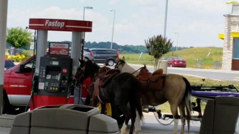 Horse Gas Station Logo - Horses make pit stop at Morristown gas station