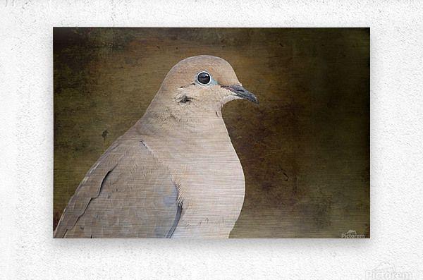 Brown Dove Logo - Mourning Dove - Michel Soucy Canvas