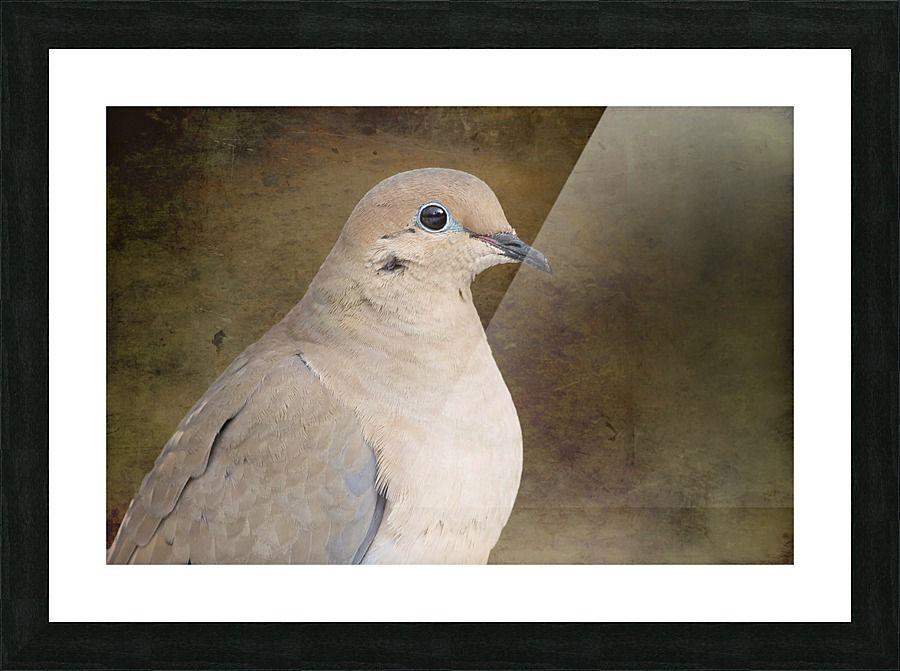 Brown Dove Logo - Mourning Dove - Michel Soucy Canvas