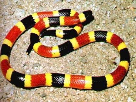 Yellow and Red Snake Logo - Coral Snake “Red Before Yellow Is A Mellow Fellow. Yellow Before