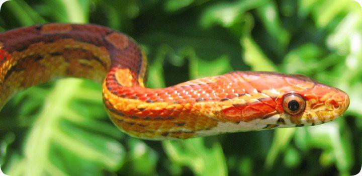 Yellow and Red Snake Logo - Red Rat Snake Photograph Picture