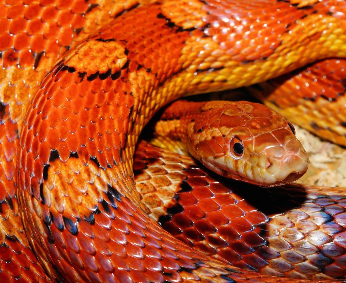 Yellow and Red Snake Logo - Free Orange and Yellow Snake #44358 Stock Photo | Avopix.com