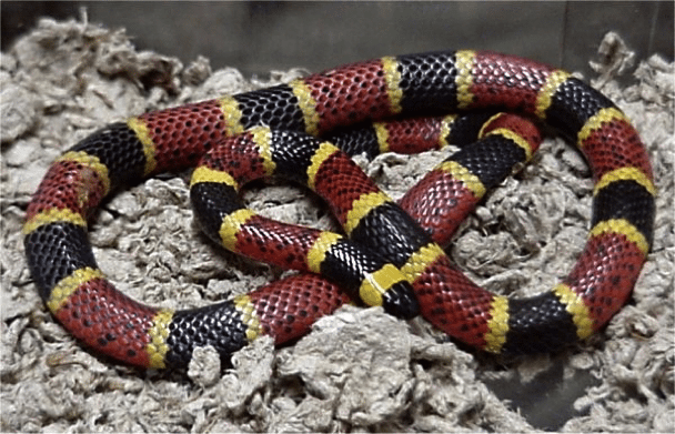 Yellow and Red Snake Logo - Red and Yellow; Catch a Fellow Venomous Snakes of North Texas