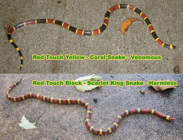 Yellow and Red Snake Logo - Rhyme for Coral Snakes to Tell if a Snake is Poisonous Red