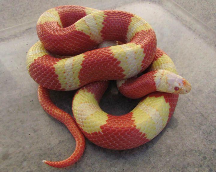 Yellow and Red Snake Logo - Third Eye's Milk Snakes