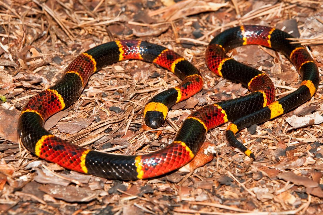 Yellow and Red Snake Logo - Snake bites: Symptoms, treatment, and types of snake