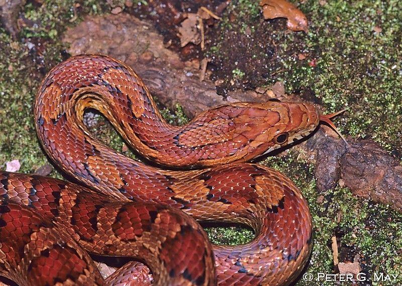 Yellow and Red Snake Logo - Snakes