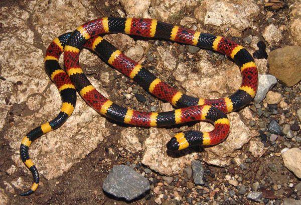 Yellow and Red Snake Logo - Can Identify These Texas Snakes? [QUIZ]