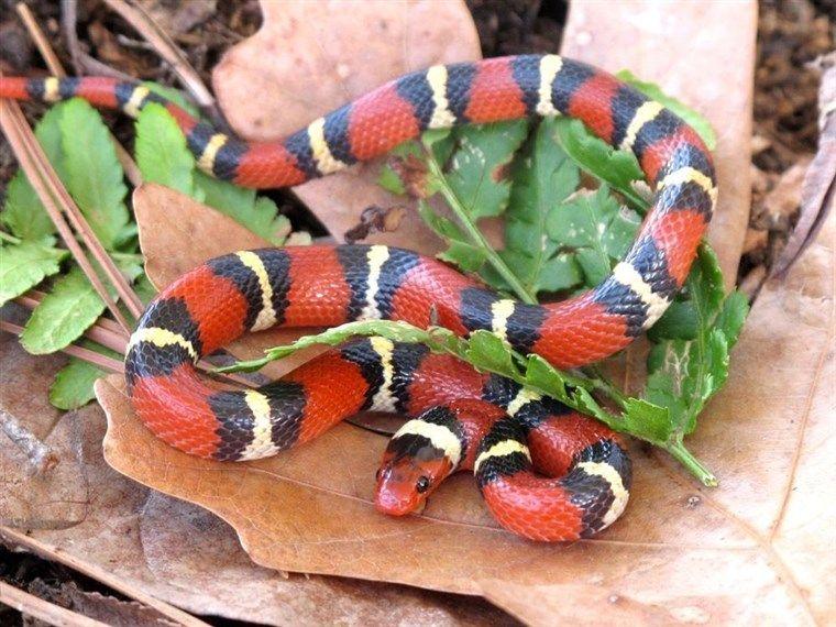 Yellow and Red Snake Logo - Weird Case Of Look Alike Snakes Surprises Researchers