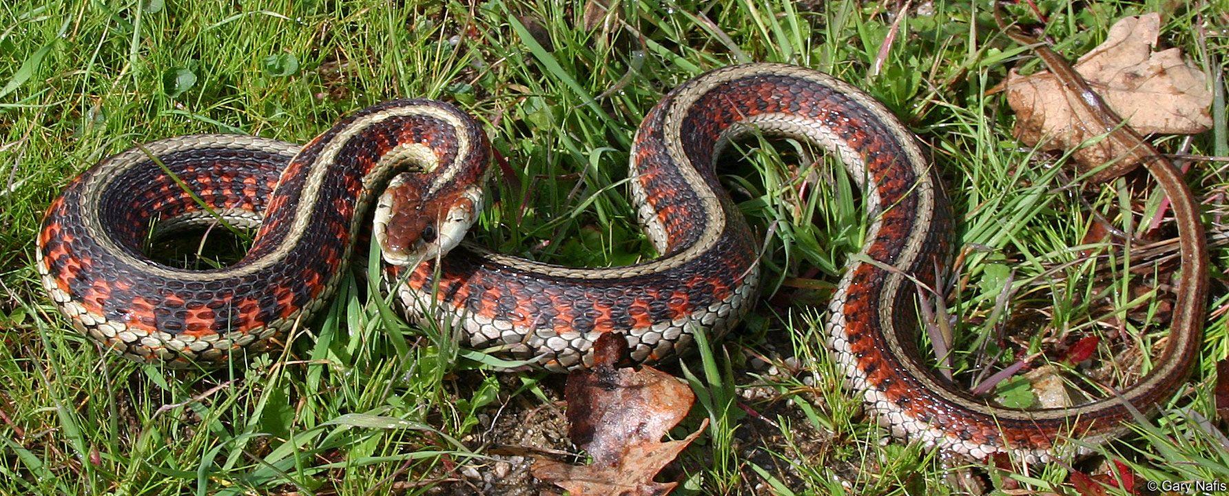 Yellow and Red Snake Logo - California Red-sided Gartersnake - Thamnophis sirtalis infernalis