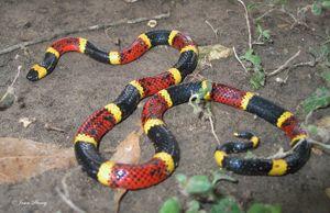 Yellow and Red Snake Logo - The Coral Snake