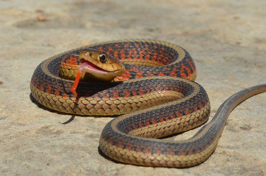 Yellow and Red Snake Logo - Snakes of Colorado and Amphibians of Colorado