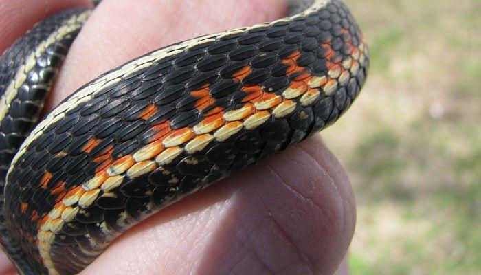 Yellow and Red Snake Logo - Manitoba Herps Atlas (Colubridae, Natricidae and Xenodontidae)