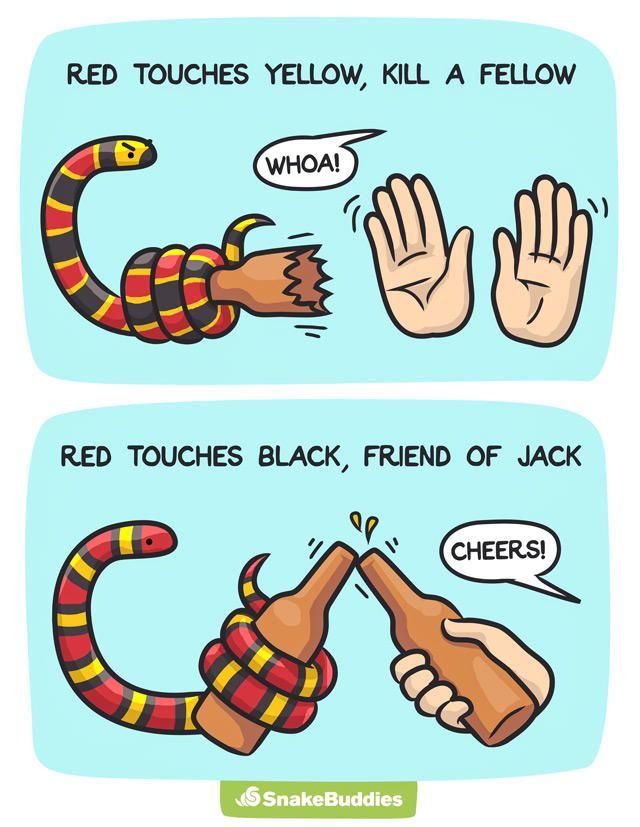 Yellow and Red Snake Logo - In case of Coral Snakes: Recite Poem. | Snek | Know Your Meme