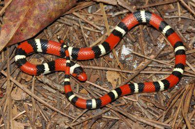 Yellow and Red Snake Logo - Scarlet Kingsnake