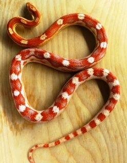 Yellow and Red Snake Logo - Snakes Non Venomous - Reptile Rentals