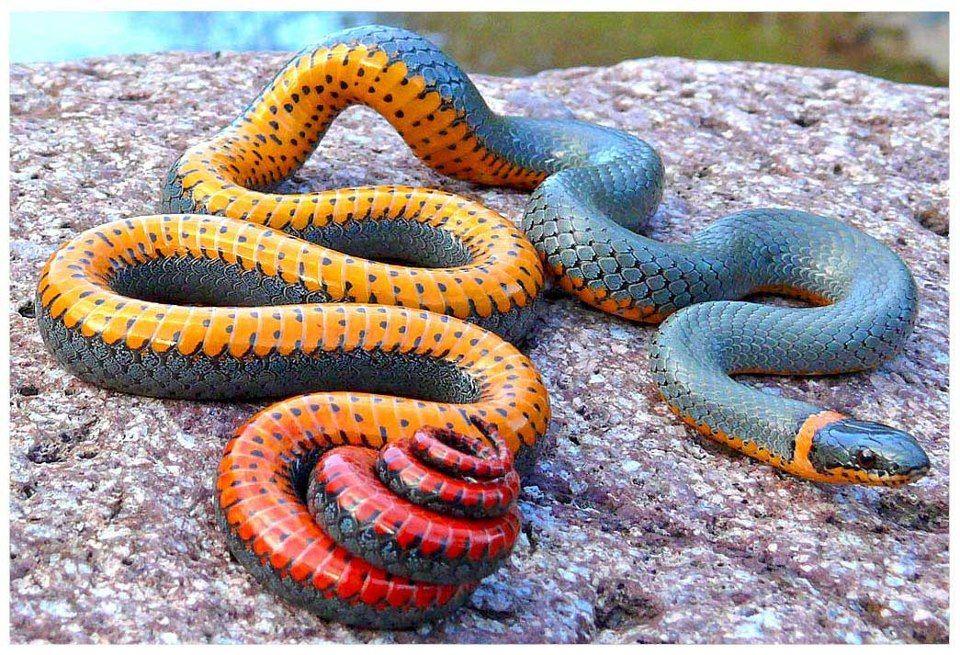 Yellow and Red Snake Logo - This week's amazing animal: the Regal ringneck snake
