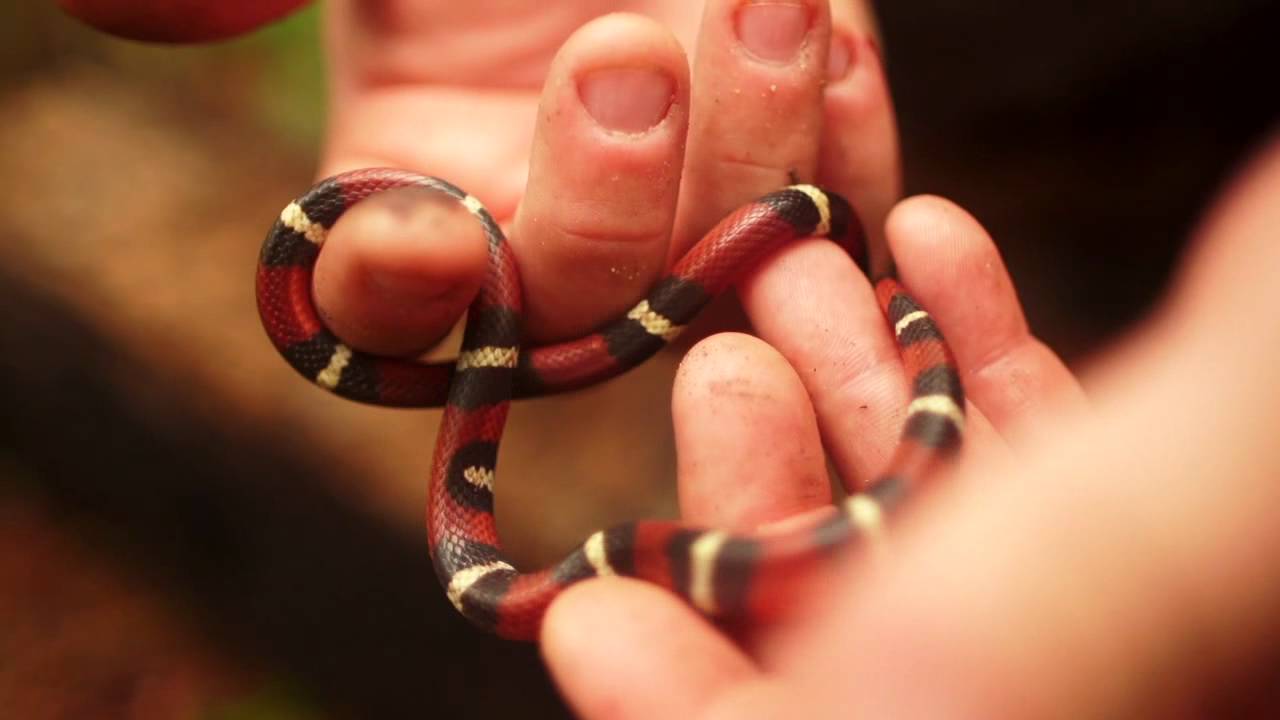 Yellow and Red Snake Logo - Red On Yellow Kill A Fellow - Scarlet King snake