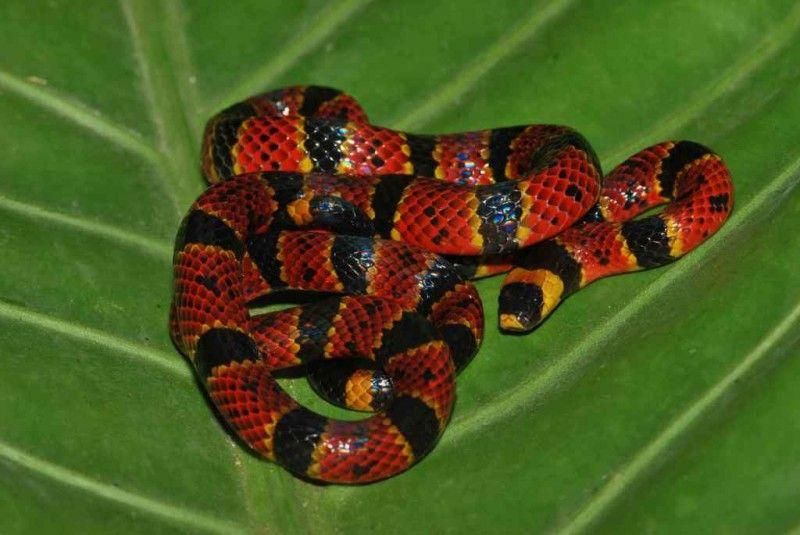 Yellow and Red Snake Logo - Red to black venom lack, red to yellow kill a fellow. Indigo