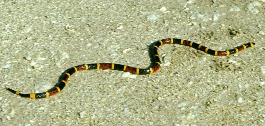 Yellow and Red Snake Logo - Coral snake