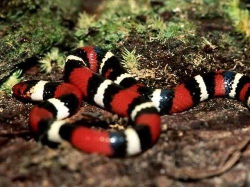 Yellow and Red Snake Logo - Old Florida: Coral Snakes