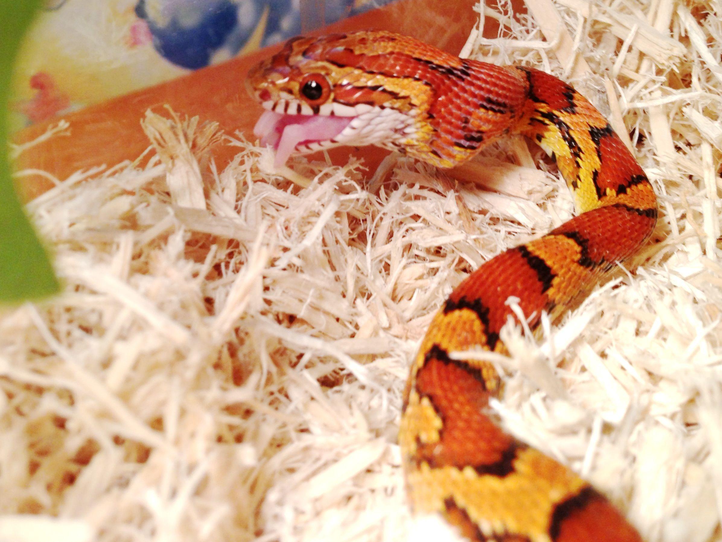Yellow and Red Snake Logo - File:Corn snake eating baby mouse.jpg - Wikimedia Commons