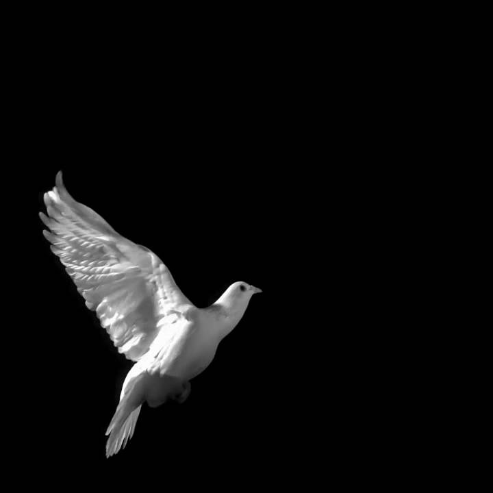Black and White Dove Logo - The Dove copyright 2009 Ed Braverman - YouTube
