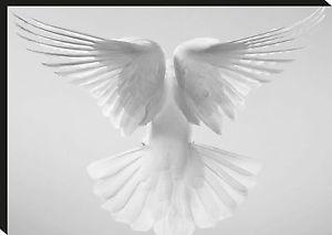 Black and White Dove Logo - White Dove Wings Premium Wall Art Box Canvas Print - A0 A1 A2 A3 A4 ...