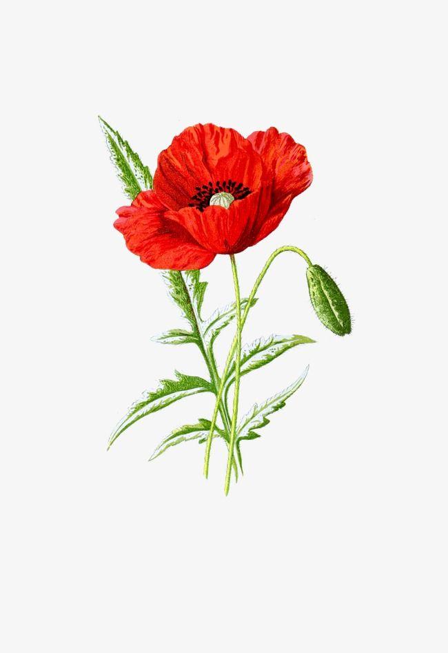 Poppy Flower Logo - Poppies, Poppy, Flower, Flowering PNG Image and Clipart for Free