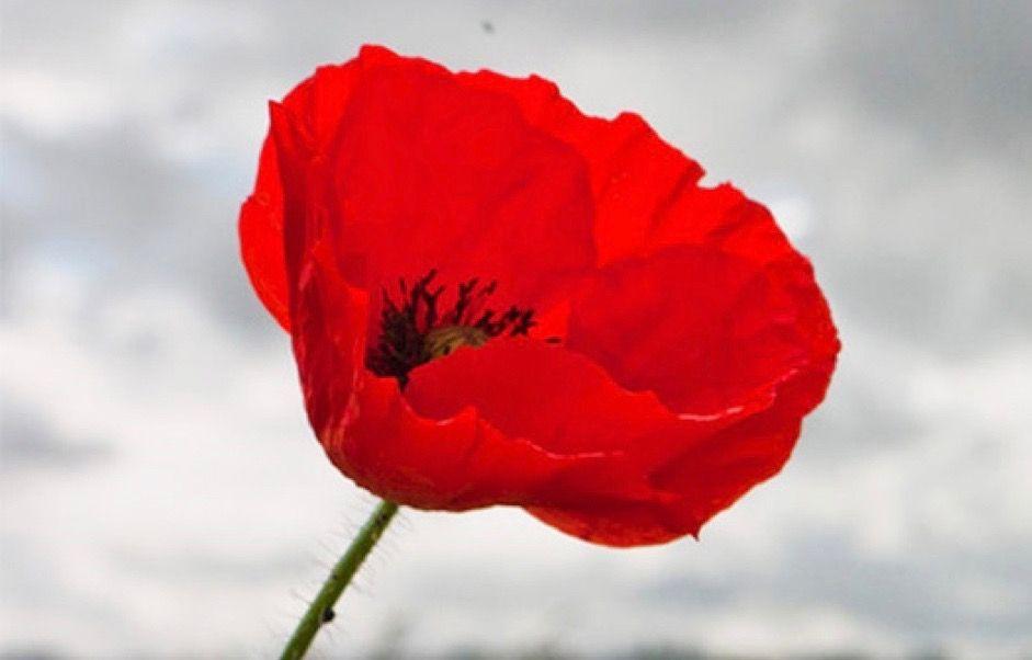 Poppy Flower Logo - Morecambe is blooming with giant poppies - Morecambe Town Council