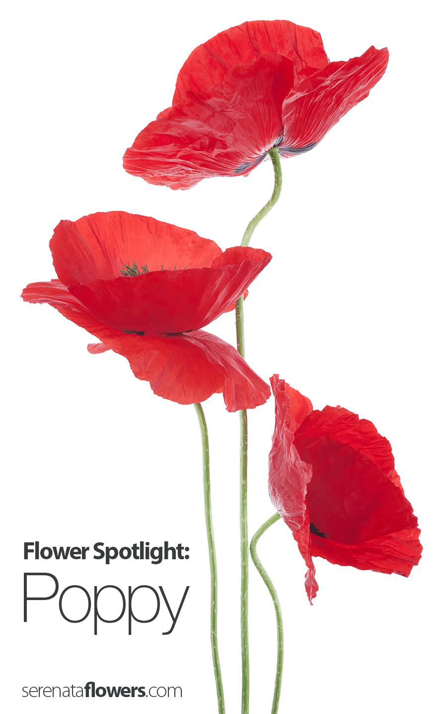 Poppy Flower Logo - Flower Spotlight - Poppy | Pollen Nation