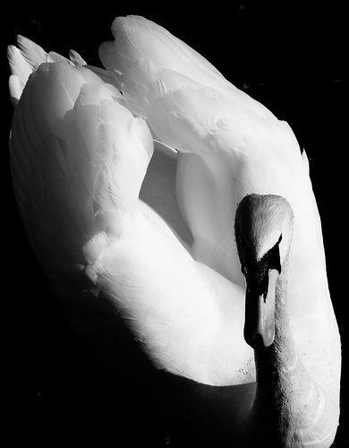 Pretty Swan Logo - puckbox: by mrbaozi b & w | WILD THING ! ...I Think I Love You ...