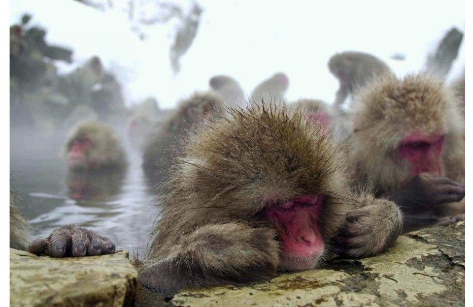 Monkey Bathing Ape Logo - Bathing ape: Hot spring helping Japanese monkeys reduce stress ...
