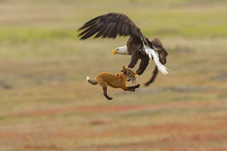 Eagle and Red Drop Logo - Local wildlife photographer catches bald eagle swiping rabbit