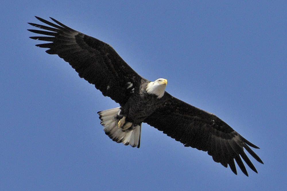 Eagle and Red Drop Logo - Tribe Calls On Feds To Drop Appeal Blocking Use Of Bald Eagles