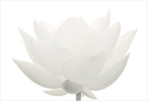 White Lotus Flower Logo - White Lotus Flower Macro / White on white / Lotus | White Lo… | Flickr