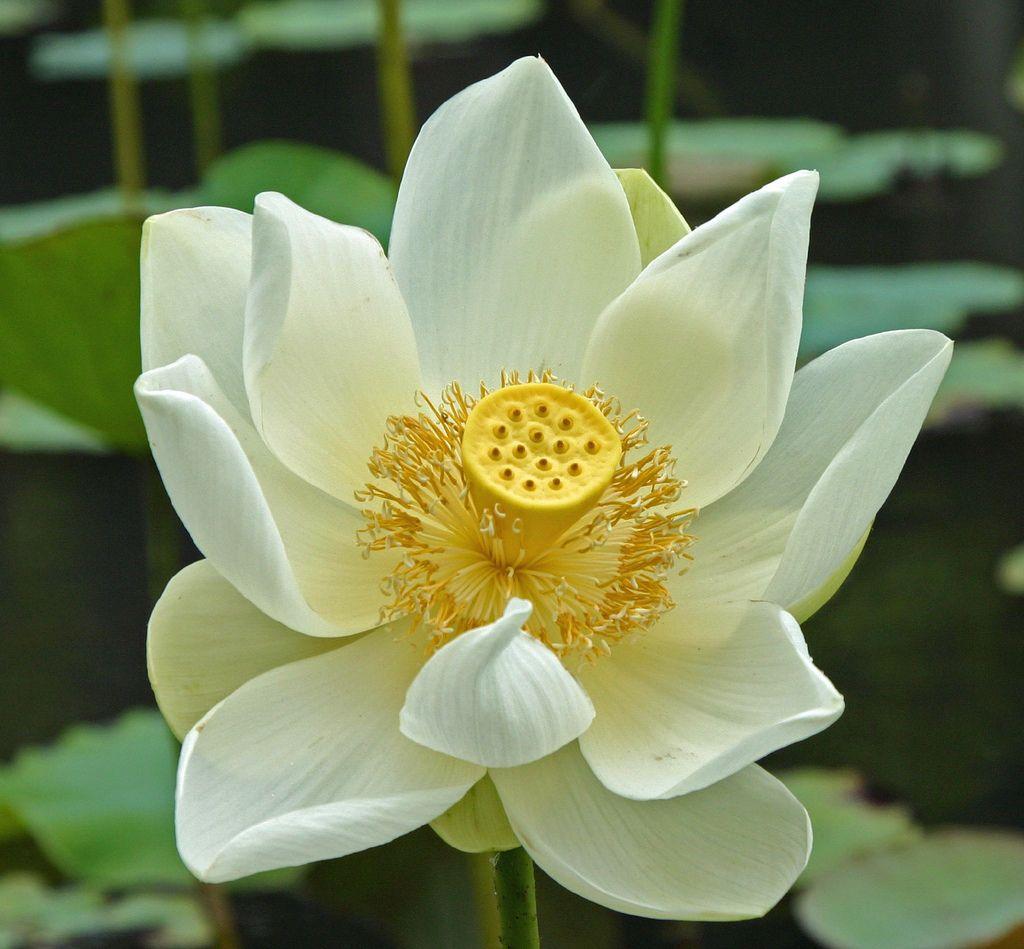 White Lotus Flower Logo - white lotus flower in mauritius | www.bildervonunten.de if a… | Flickr
