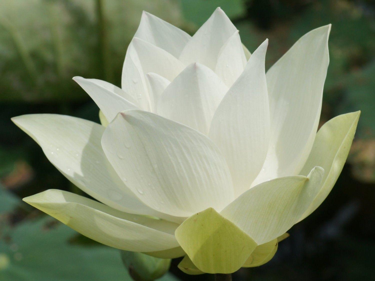 White Lotus Flower Logo - Lotus Blossom Fragrance Oil 1 oz. Premium Soapmaking Oil | Flowers ...