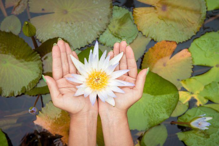 White Lotus Flower Logo - Lotus Flower Meaning - Flower Meaning