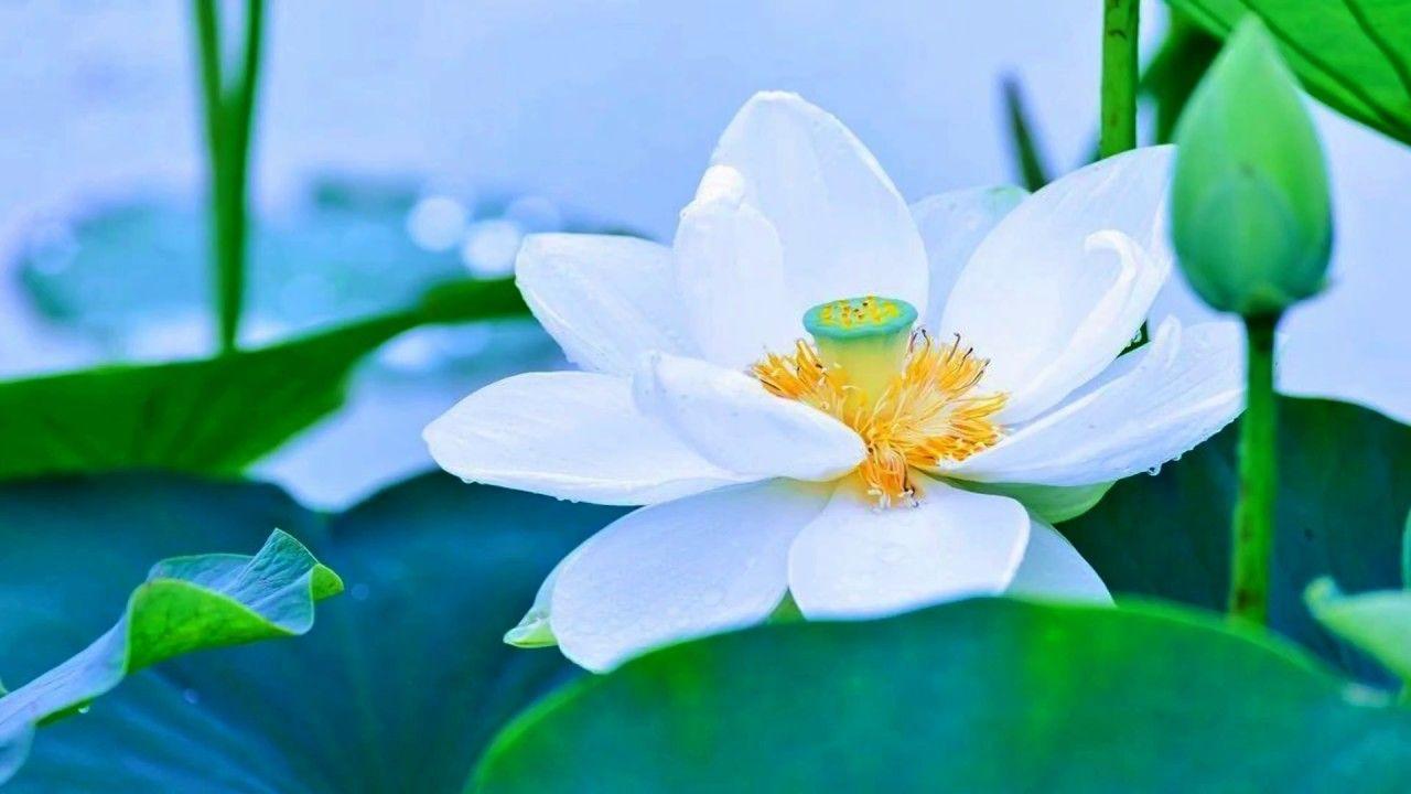 White Lotus Flower Logo - Beautiful White Lotus Flowers (HD1080p) - YouTube