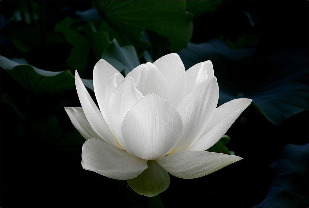 White Lotus Flower Logo - white lotus flower on black background - DD0A7213-1000 | Flickr