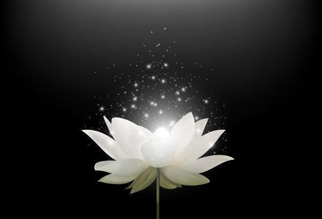 White Lotus Flower Logo - White Lotus Vectors, Photos and PSD files | Free Download