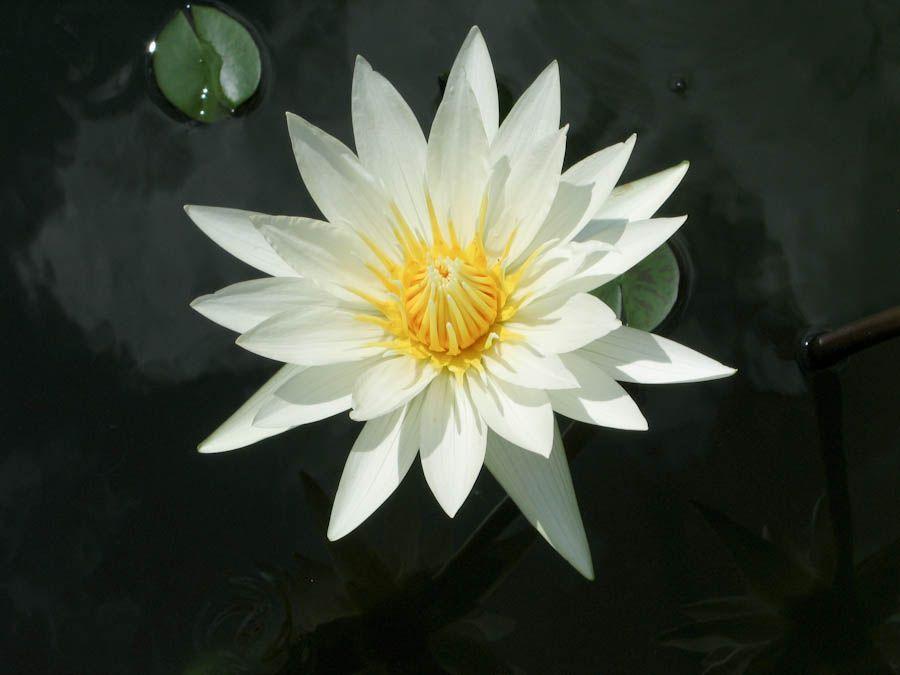 White Lotus Flower Logo - White Lotus Flower