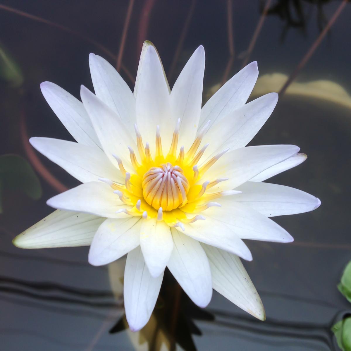 White Lotus Flower Logo - Lotus Flower Meaning and Significance All Over the World